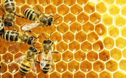 Premium Natural Honey Supplier