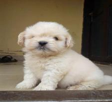 Coton De Tulear @ 08145445191