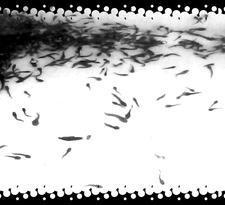 Catfish fingerlings pics