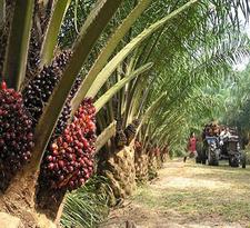 Oil Palm Plantation