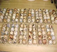 Quail eggs and Quail brids at affordable prices.