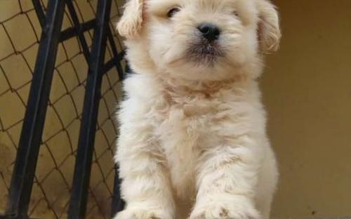 Coton De Tulear @ 08145445191