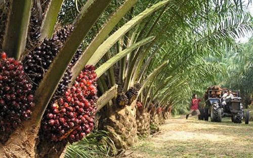 Oil Palm Plantation