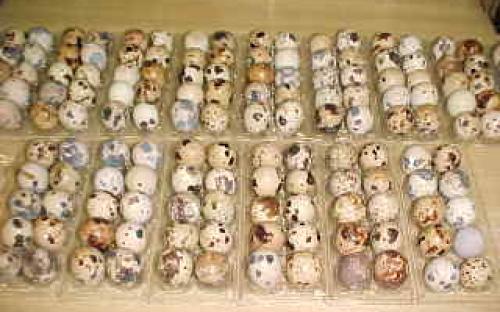 Quail eggs and Quail brids at affordable prices.