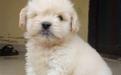 Coton De Tulear @ 08145445191