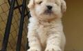 Coton De Tulear @ 08145445191